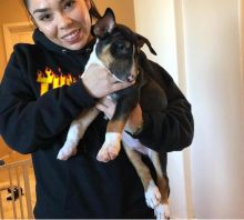 Energetic Ckc Bull Terrier Puppies Available For Adoption