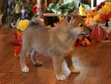 Excellence lovely Male and Female Shiba Inu Puppies for adoption