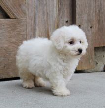 Fantastic Bichon frise Puppies Male and Female for adoption