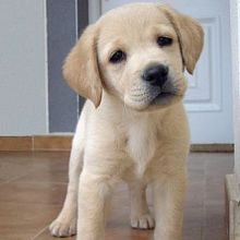 Gorgeous Labrador Retriever Puppies Male and Female For Adoption