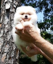Gorgeous Pomeranian puppies for re homing.