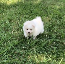 Lovely T-Cup Pomeranian Puppies available for your kids.