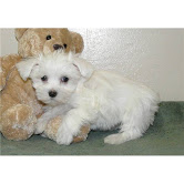 Staggering Ckc Maltese Puppies Available [ mountjordan17@gmail.com]