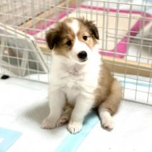 Stunning Shetland sheepdog puppies available for adoption. ( katielocke343@gmail.com )
