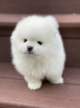 TEACUP POMERANIAN PUPPIES