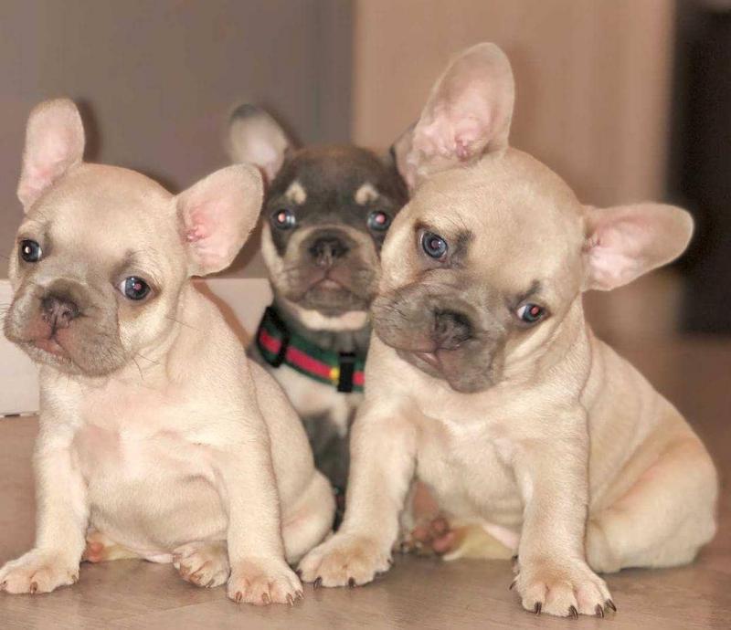 Adorable french bulldog for adoption. ( kellynahbila56@gmail.com ) Image eClassifieds4u