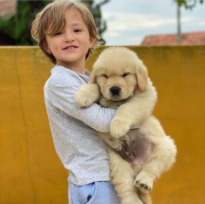 Adorable Golden retriever puppies for adoption. (ashleemiller725@gmail.com ) Image eClassifieds4u