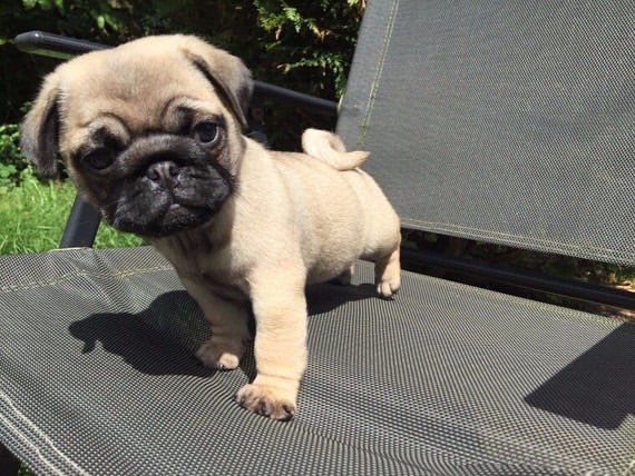 Amazing Ckc Pug Puppies Available [ mountjordan17@gmail.com] Image eClassifieds4u