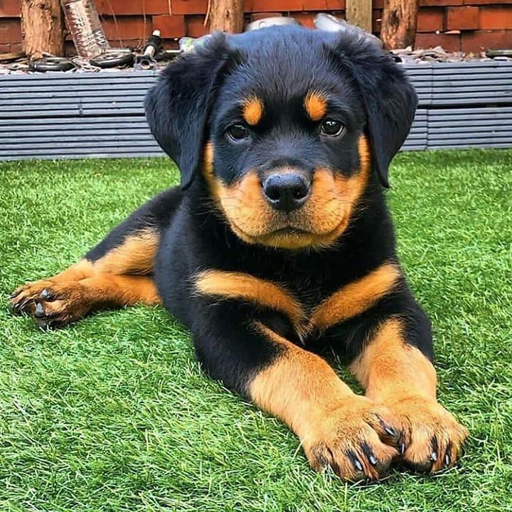 Amazing rottweiler puppies available for adoption. ( stecyarianna@gmail.com ) Image eClassifieds4u