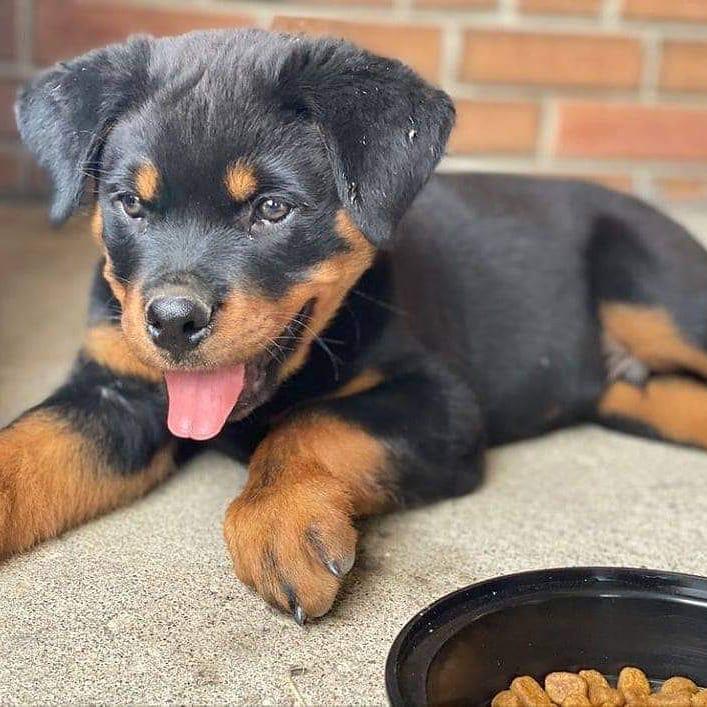 Amazing rottweiler puppies available for adoption. ( stecyarianna@gmail.com ) Image eClassifieds4u