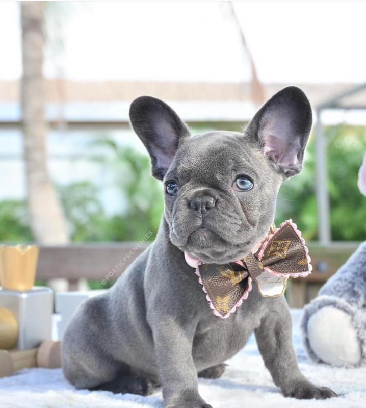 Ckc French Bulldog Puppies Email at us [ mountjordan17@gmail.com ] Image eClassifieds4u