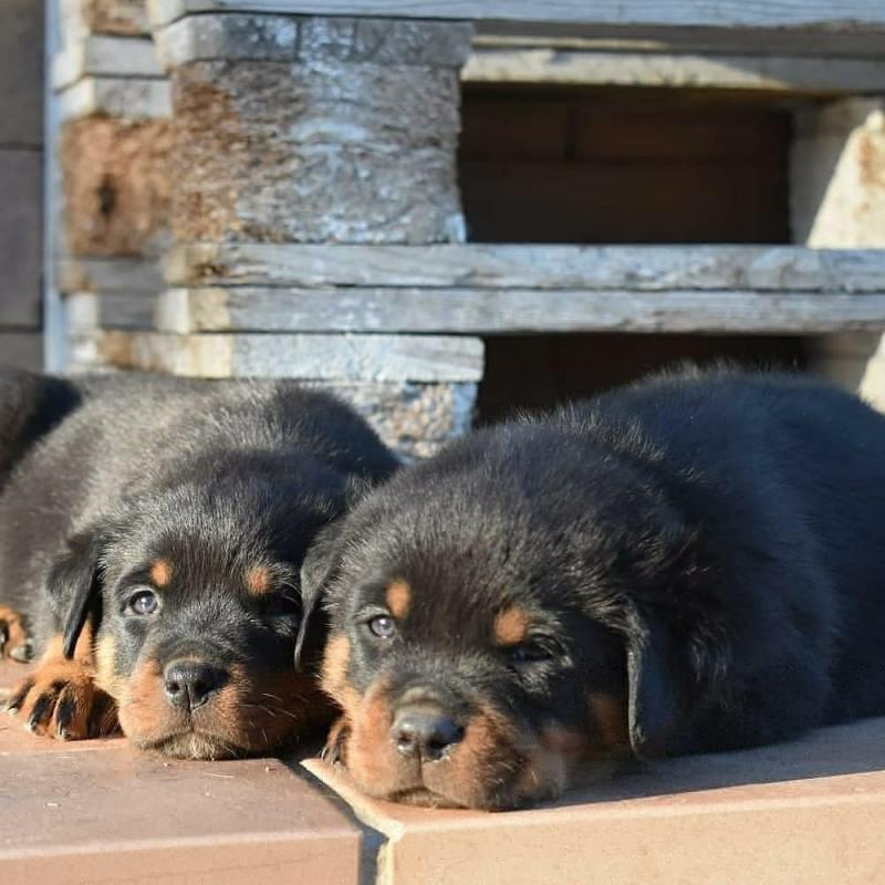 Ckc Rottwieler Puppies For Ckc Email at us [ mountjordan17@gmail.com ] Image eClassifieds4u