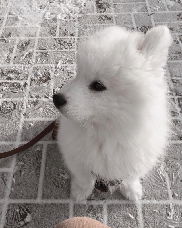 Ckc Samoyed Puppies Ready Email at us [ mountjordan17@gmail.com ] Image eClassifieds4u