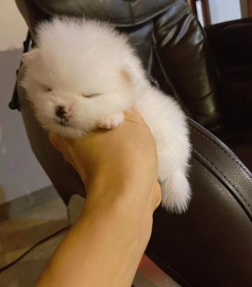 Cute and healthy Pomeranian puppies ready for adoption. Image eClassifieds4u