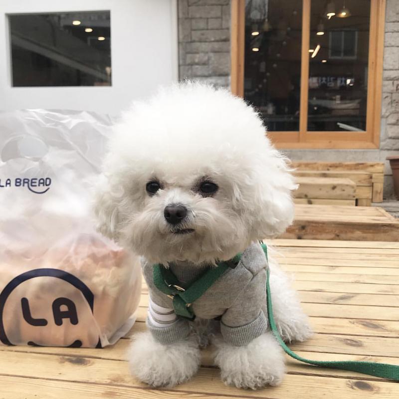Dramatic Ckc Bichon Frise Puppies Available Image eClassifieds4u