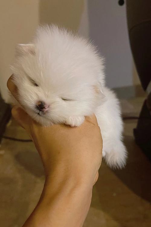 Lovely Pomeranian Puppies for Sale Image eClassifieds4u
