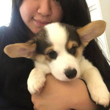 Corgi puppies available for adoption. (trevoandrew4@gmail.com) Image eClassifieds4u 2