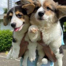 Corgi puppies available for adoption. (trevoandrew4@gmail.com) Image eClassifieds4u 3