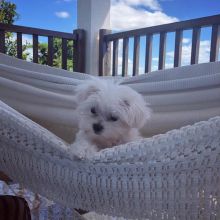 Dramatic Ckc Maltese Puppies Email at us [ mountjordan17@gmail.com ] Image eClassifieds4U
