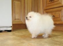 1 male and 1 female Pomeranian puppies for sale. Image eClassifieds4u 2