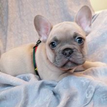 Adorable french bulldog for adoption. ( kellynahbila56@gmail.com ) Image eClassifieds4u 2