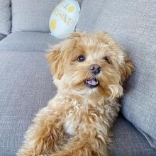 Adorable Poodle puppies for adoption. (tayshasonia@gmail.com). Image eClassifieds4u 1