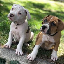 Beautiful pit bull puppies available for adoption. (monicamai400@gmail.com) Image eClassifieds4U