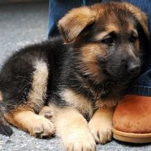 Cute and active German shepherd puppies for adoption. ((kimberlymorgan021@gmail.com) ) Image eClassifieds4u 2