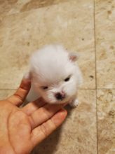 Gorgeous Pomeranian Puppies For Good Homes Image eClassifieds4U