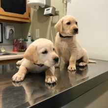 LABRADOR PUPPIES FOR ADOPTION ( marieanny0@gmail.com ) Image eClassifieds4U