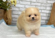 purebred male cream Teacup Pomeranian Image eClassifieds4U