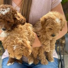 Stunning cavapoo puppies available for adoption. (katekathy328@gmail.com) Image eClassifieds4u 2