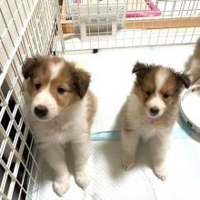 Stunning Shetland sheepdog puppies available for adoption. ( katielocke343@gmail.com ) Image eClassifieds4u 2