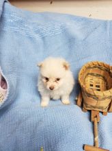 Teacup Pomeranian Puppies For Adoption. Image eClassifieds4u 2