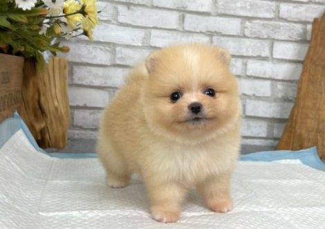 purebred male cream Teacup Pomeranian Image eClassifieds4u
