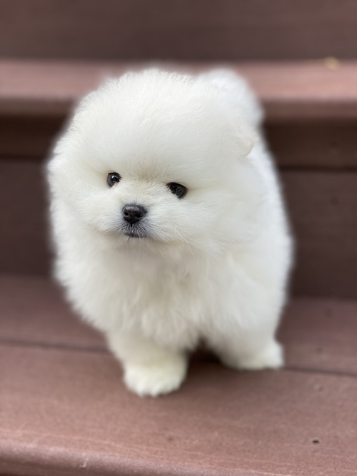 TEACUP POMERANIAN PUPPIES Image eClassifieds4u