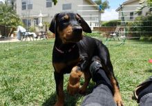 Highly Intelligent Doberman Pinchers for sale / kylefrancessco@gmail.com