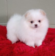 12 week old male and female Teacup Pomeranian puppies.