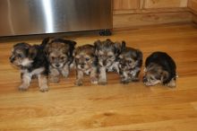 Cute Yorkie puppies Available contact kylefrancessco@gmail.com