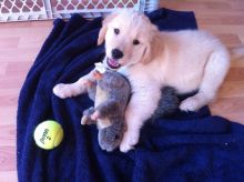 Gorgeous Golden Retriever Puppies kylefrancessco@gmail.com