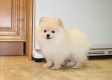 Lovely Teacup Pomeranian Puppies