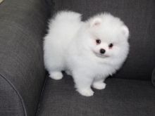 Pomeranian puppies available for re-homing.