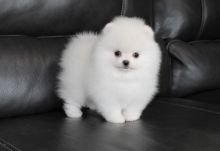 Pomeranian Puppy