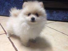 Pomeranian Puppy Available