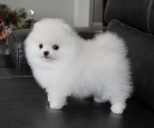 Teacup Pomeranian Puppies for Adoption