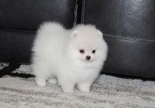 Two Gorgeous Pomeranian Pups