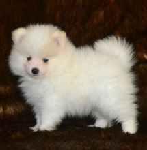 Two Pomeranian Puppies For Re-homing