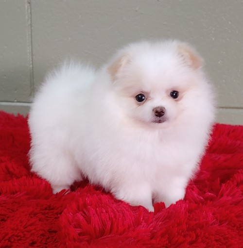 12 week old male and female Teacup Pomeranian puppies. Image eClassifieds4u