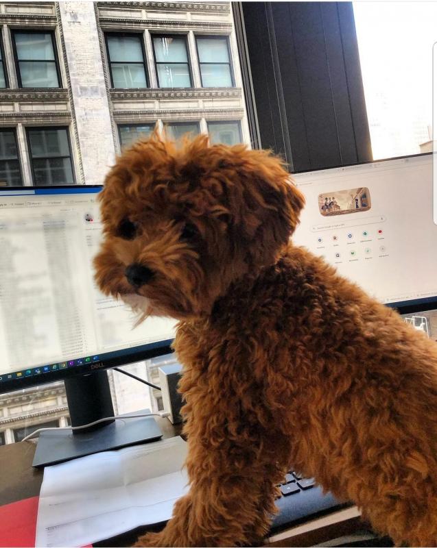 Awesome Malti-Poo puppies Available contact kylefrancessco@gmail.com Image eClassifieds4u