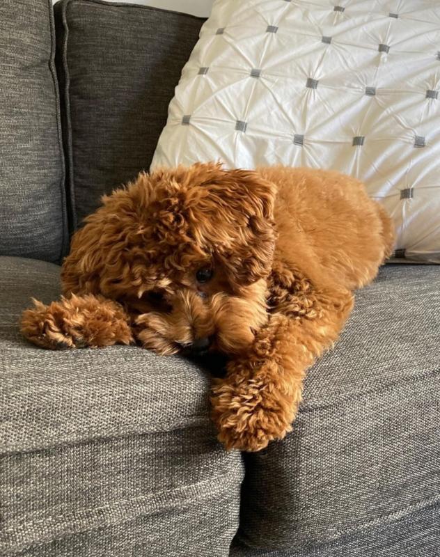 Awesome Malti-Poo puppies Available contact kylefrancessco@gmail.com Image eClassifieds4u
